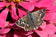 Pyrgus cirsii Pyrgus cirsii